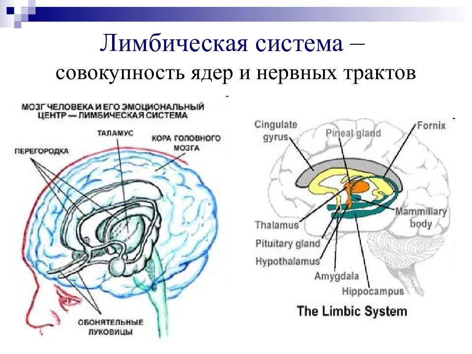 Лимбическая система картинки