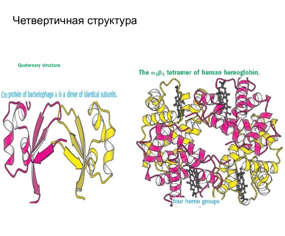 Фибриллярный структурная амилаза б ферментативная. Нековалентные связи в четвертичной структуре белка. Ферменты с четвертичной структурой. Четвертичная структура стабилизируется. Четвертичная структура биохимия.