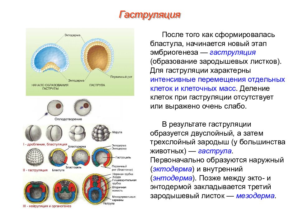 Стадии эмбриогенеза картинки