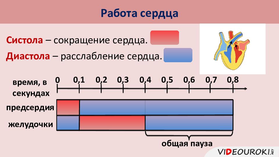 Впр сердца