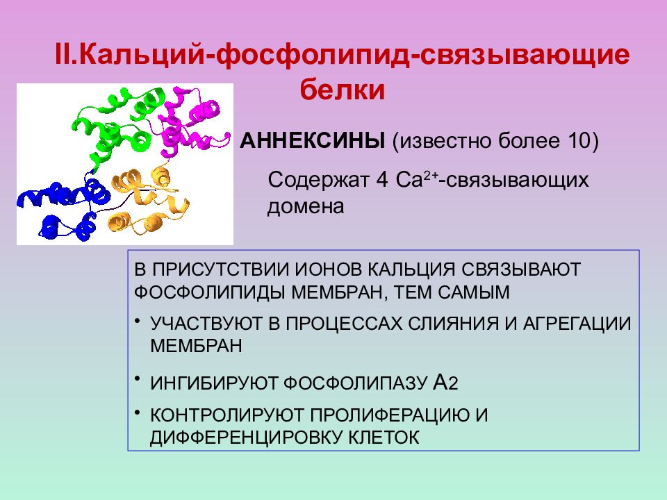 Кальций связывающий белок. Синтез кальций связывающего белка. Ионы кальция участвуют в. Кальций связывающие белки гладких мышц.