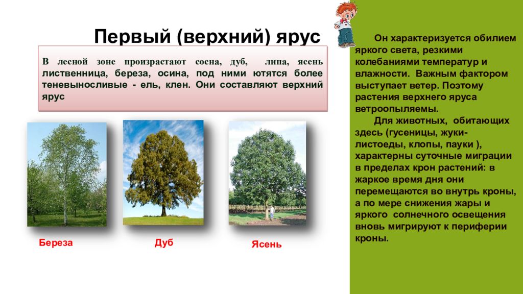 Какие деревья образуют. Деревья верхнего яруса. Растения первого яруса. Растения первого яруса леса. Растения верхнего яруса.