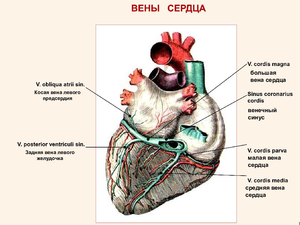 Вены сердца схема