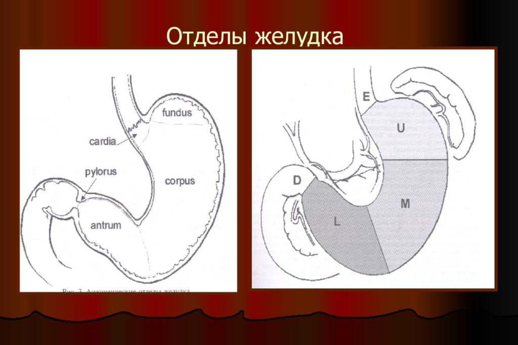 Нижняя часть желудка. Антральный и пилорический отделы желудка. Желудок отделы желудка. Отделы желудка анатомия. Отделы однокамерного желудка.
