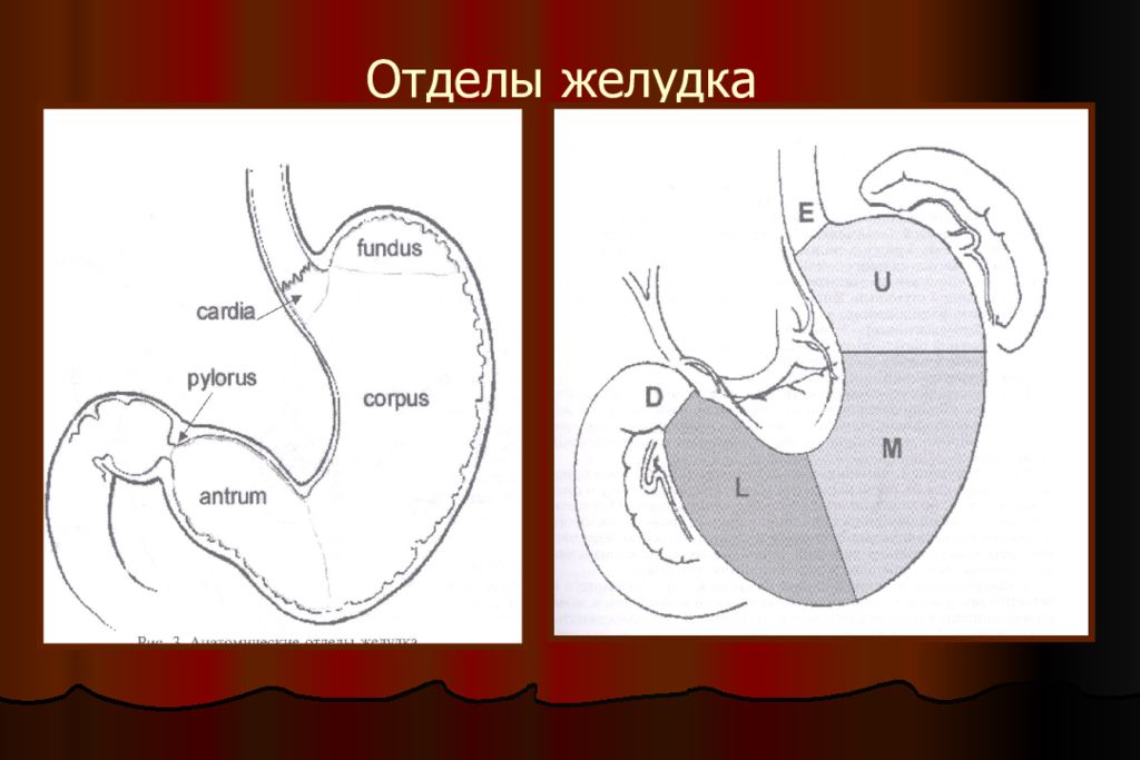 Схема желудка. Антральный и пилорический отделы желудка. Строение желудка антральный отдел. Анатомия желудка субкардиальный отдел. Анатомия желудка антральный отдел.