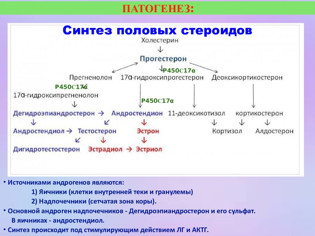 Схема образования андрогенов