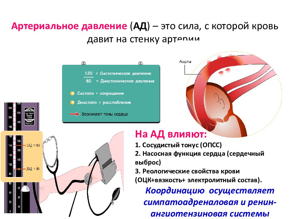 Артериальное давление функции. Сердечный выброс и артериальное давление. уровни артериального давления. сердечный выброс и опсс. сердечный выброс определяет уровень артериального давления.