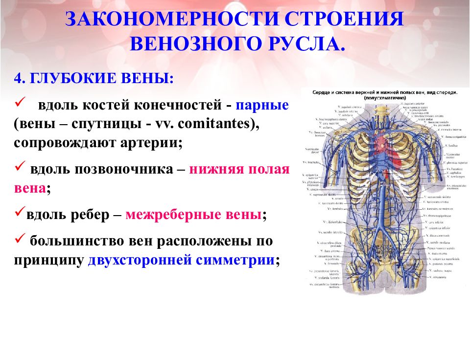 Закономерности строения. Задние межреберные вены анатомия. Задняя межреберная Вена. Закономерности строения вен.