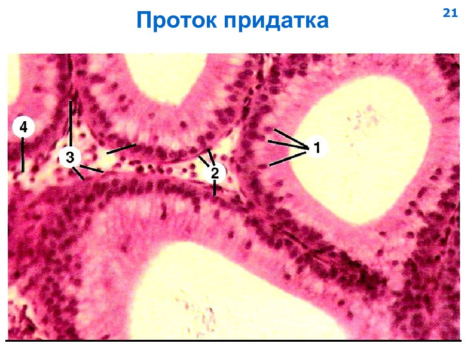 Придаток семенника рисунок гистология