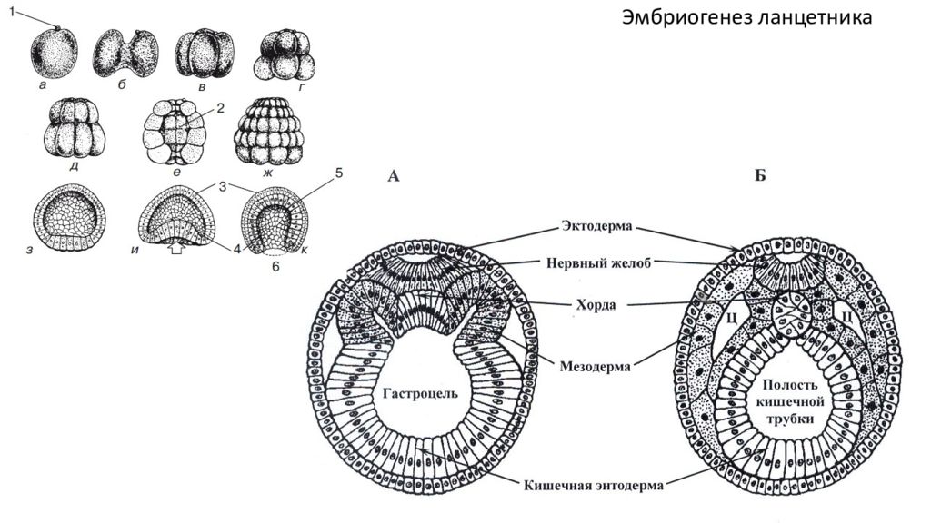 Этапы эмбриогенеза. Этапы развития ланцетника эмбрионального развития. Стадии эмбрионального развития ланцетника. Ранние стадии развития ланцетника. Схема эмбрионального развития ланцетника.