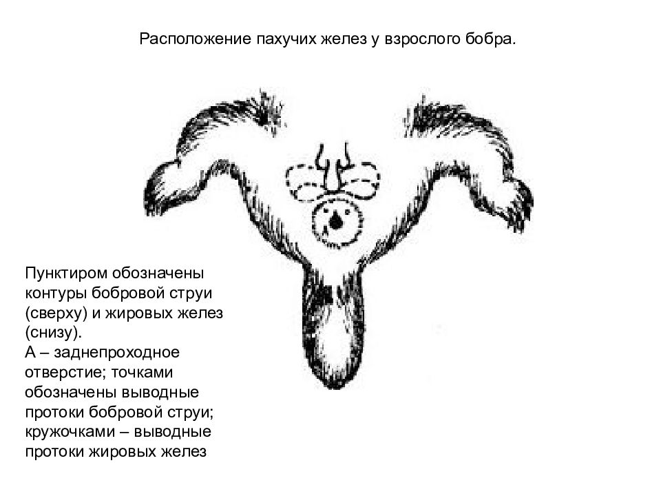 Анатомия бобра в картинках