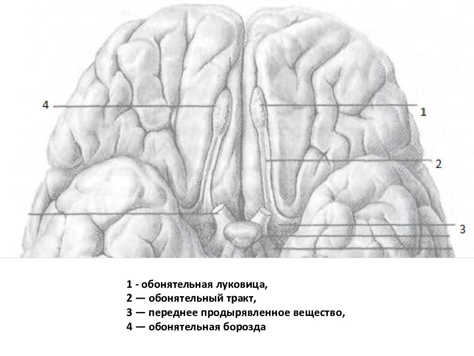 Обонятельные доли мозга. Обонятельный тракт анатомия. Переднее продырявленное вещество анатомия. Обонятельная луковица анатомия. Обонятельный тракт головного мозга.