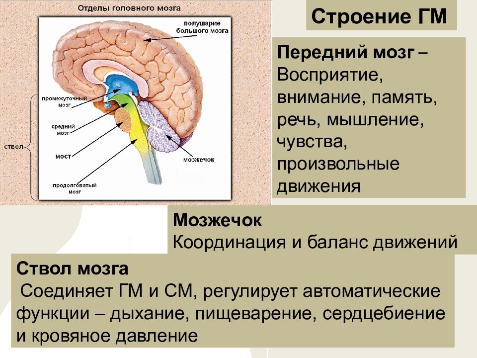 Отдел головного мозга обеспечивающий координацию движений. Отделы переднего мозга. Отделы промежуточного мозга. Передний мозг состоит из. За координацию движений отвечает отдел головного мозга.