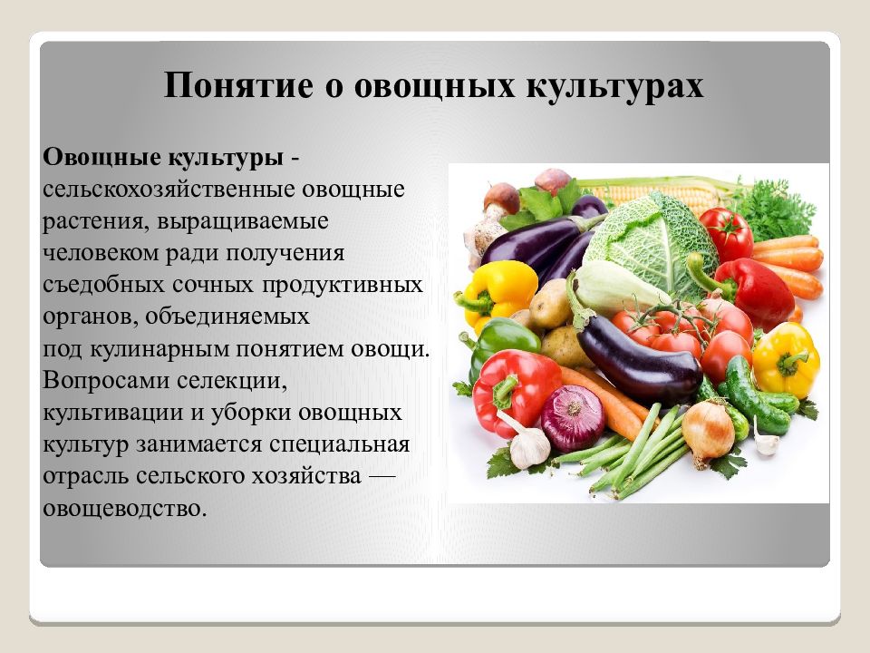 Овощные культуры презентация