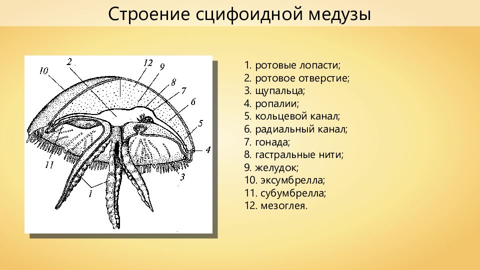 Укажите особенности строения. Строение сцифоидной медузы. Схема строения сцифоидной медузы. Схема строение медузы специфоидной. Сцифоидная медуза схема.