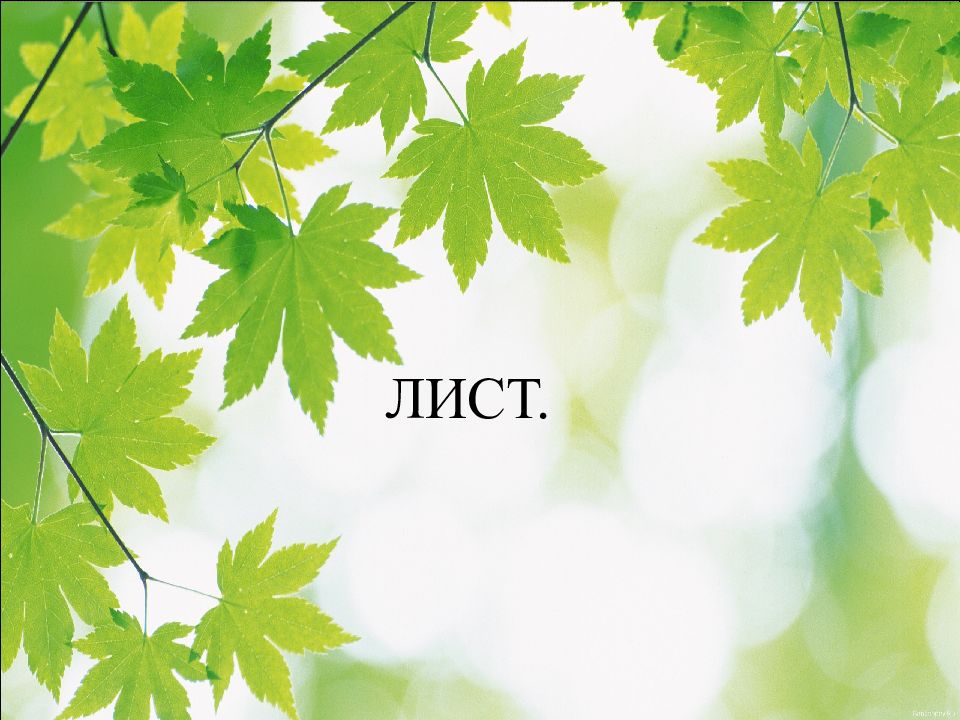 ЛИСТ