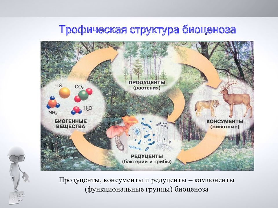 Экологическая структура биоценоза. Трофическая структура биоценоза продуценты консументы редуценты. Трофическая структура биоценоза. Компоненты биоценоза продуценты консументы редуценты.