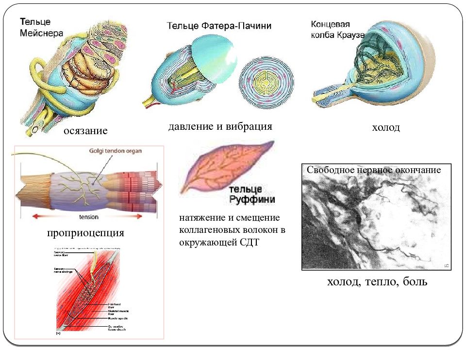 Тельце мейснера рисунок