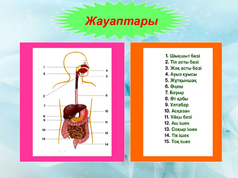 Оң жақ және сол жақ. АС қорыту жүйесінің физиологиясы презентация. АС қорту жүйесі. Пищеварительная система человека ребус. Адам асқорту мүшелері.