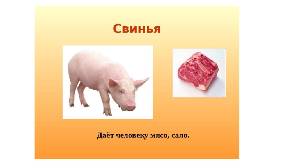 Польза свиньи