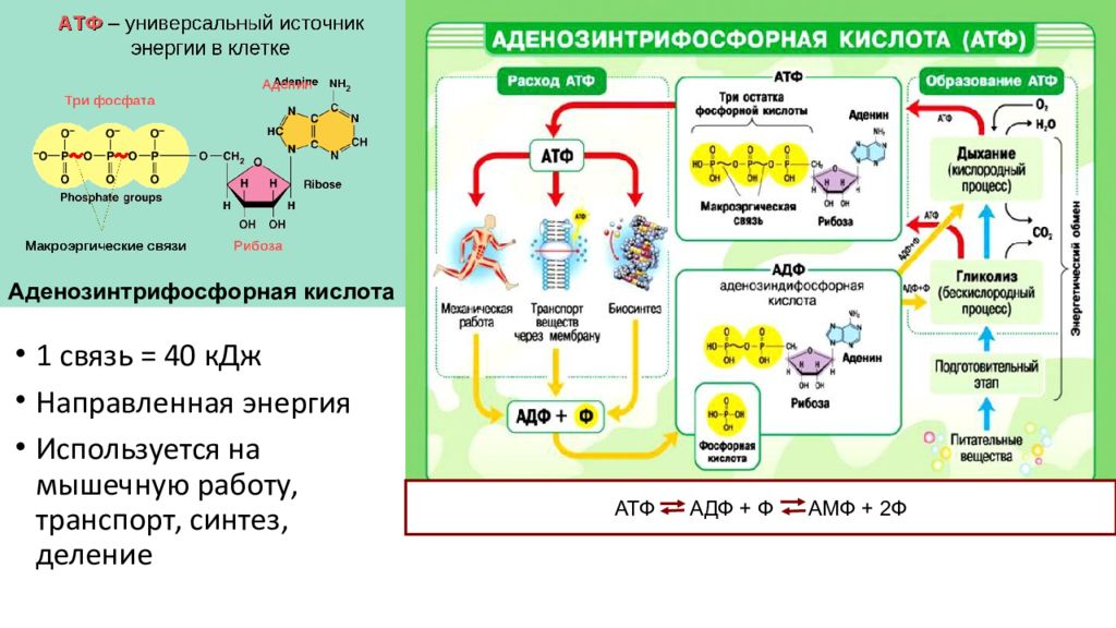 Деление синтез деление