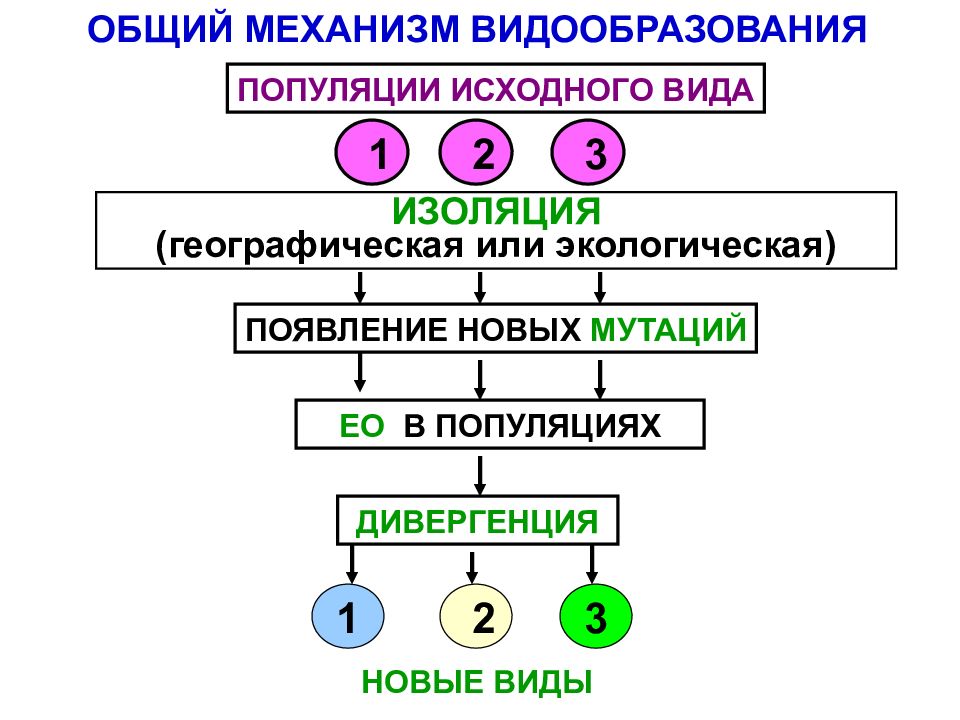 Механизм видообразования схема