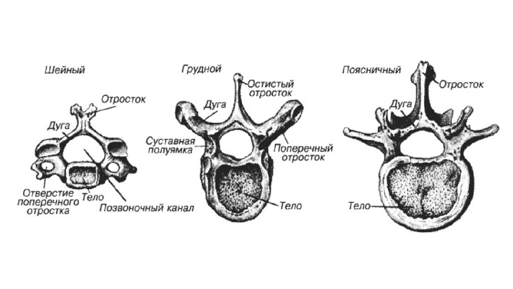 Грудной шейный позвонок. Строение шейного грудного и поясничного позвонка. Строение позвонка человека схема. Строение позвонка человека анатомия рисунок. Позвонки анатомия человека рисунок с подписями.