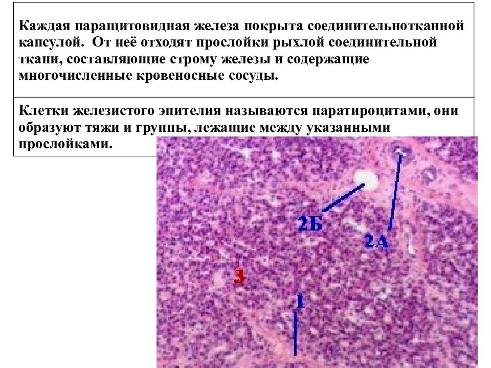 Железы источники развития. Паращитовидная железа гистология. Околощитовидная железа гистология препарат. Гистологический препарат паращитовидной железы. Околощитовидная железа строение гистология.