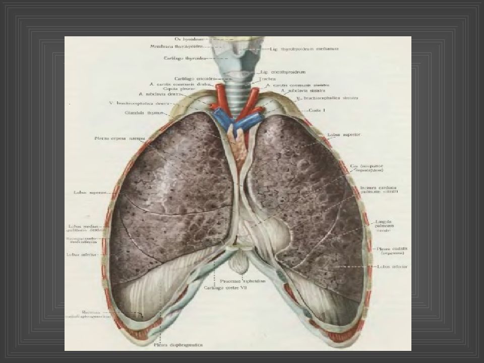 Тыныс алу жүйесінің. Тыныс Йоко Ямиля картинки.