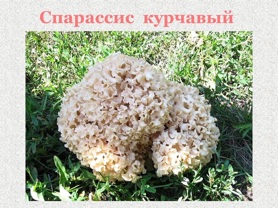 Белые грибы капуста