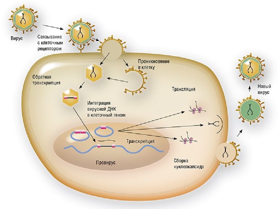 Как вирус проникает в клетку. Жизненный цикл вируса ВИЧ схема. Жизненный цикл вируса иммунодефицита. Схема репродукции вируса иммунодефицита человека ВИЧ. Схема жизненного цикла вирусов на примере вируса герпеса.