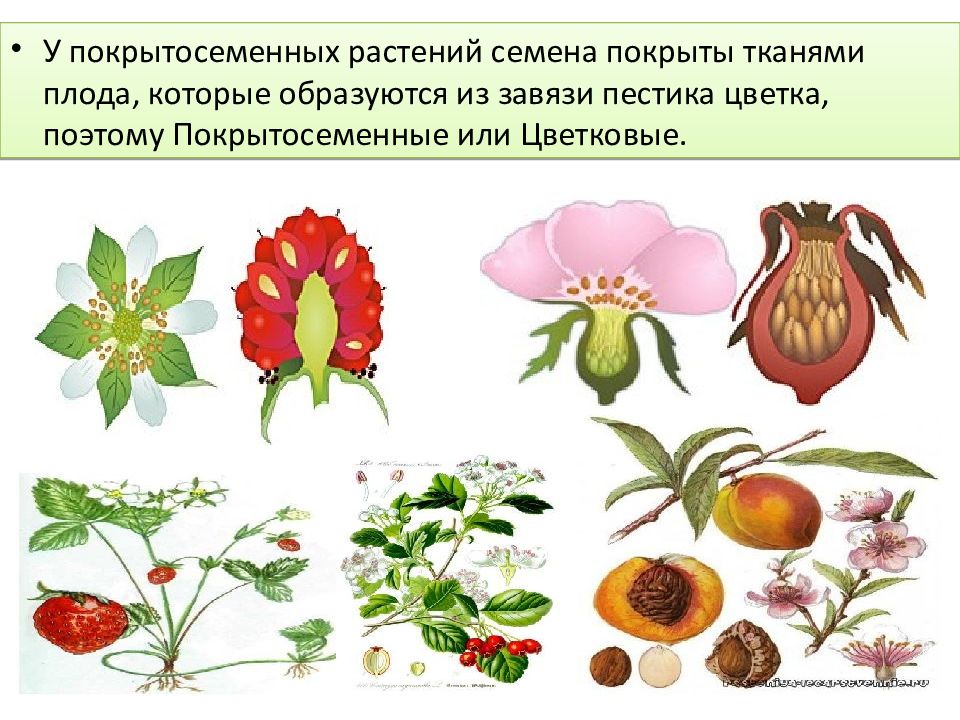 Семенные растения ткани. Семена и плоды покрытосеменных. Покрытосеменные растения цветок плод семя. Покрытото семеныерастения. Покрытосеменные цветки плоды семена.