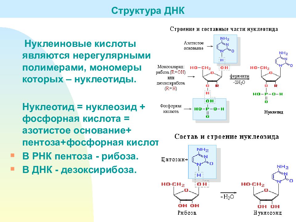 Нуклеоиды рнк. Структура нуклеиновых кислот формула. Структура ДНК И РНК формулы. 20 Нуклеиновых кислот. Пентоза нуклеотида.