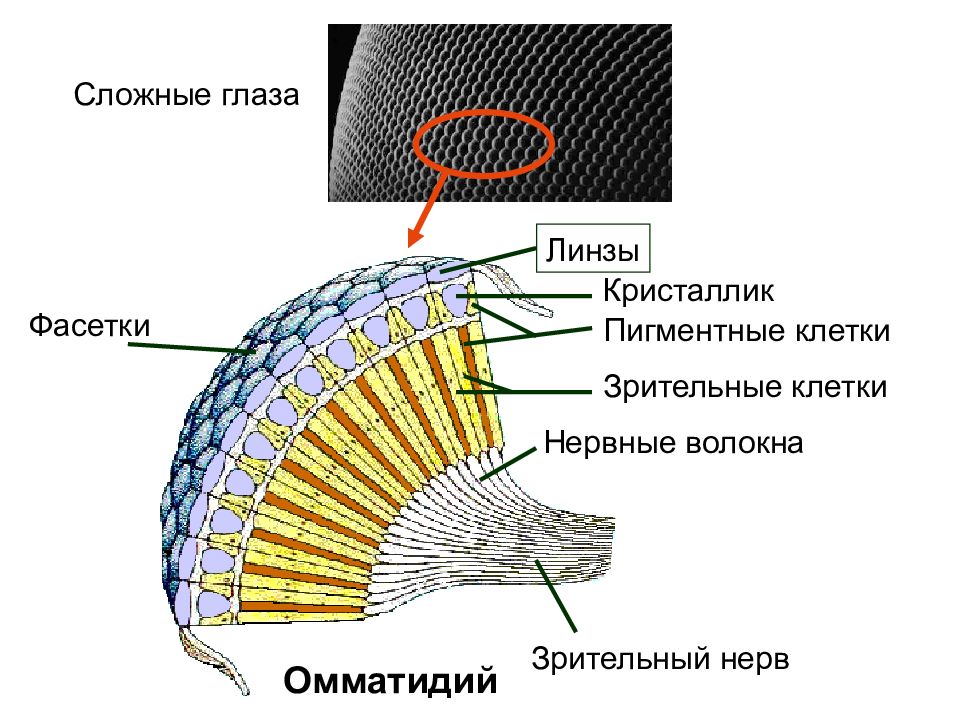 Органы зрения у ракообразных. Фасеточные глаза строение. Строение фасеточного глаза ракообразных. Строение фасеточного глаза насекомого. Строение омматидия.