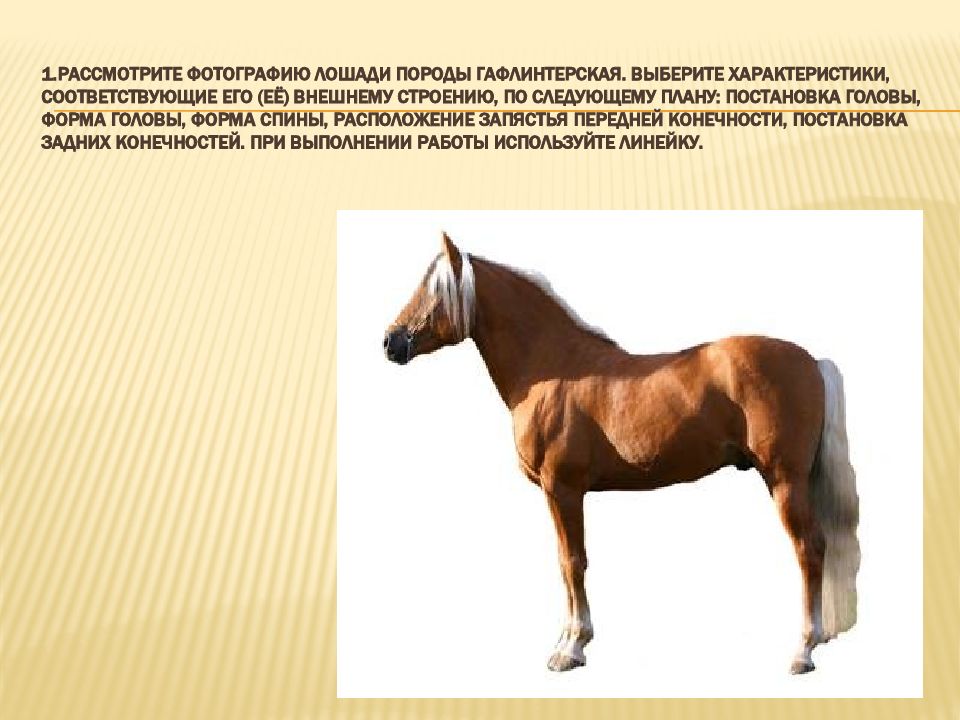 Верховой характеристика. Гафлинтерская порода лошади. Выберите лошадь. Рассмотрите фотографию серой с мелкими белыми пятнами лошади. К каким лошадям подходят цвета.