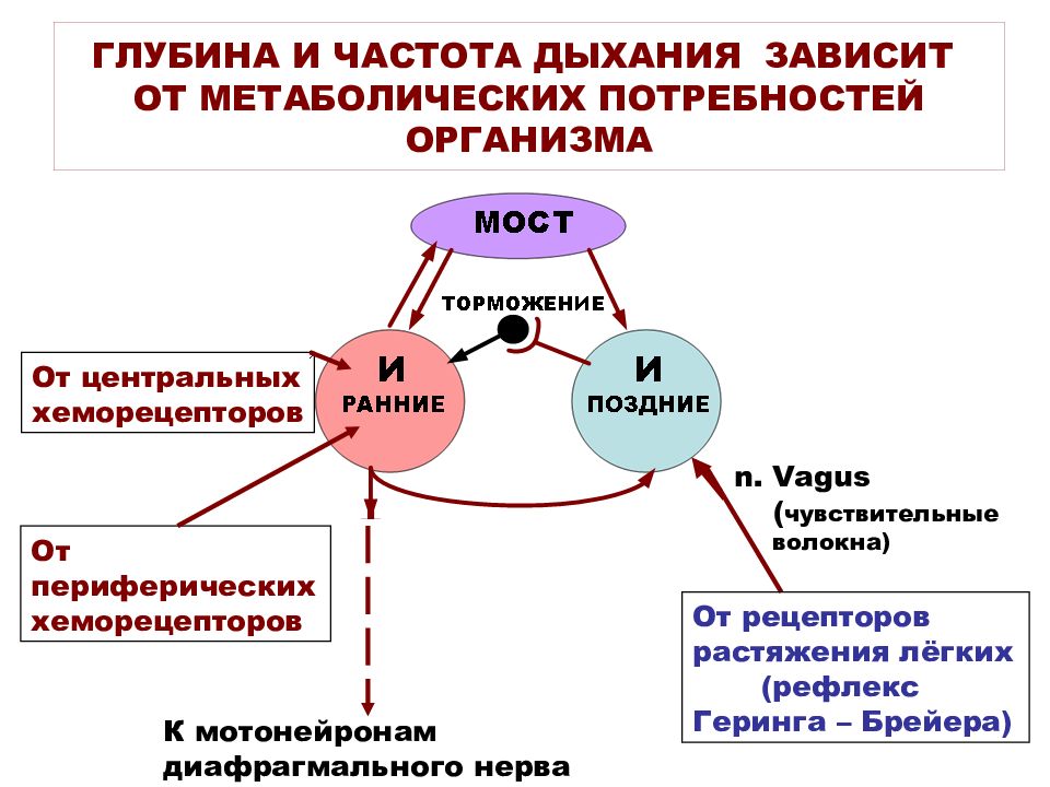 Рефлекс геринга брейера схема