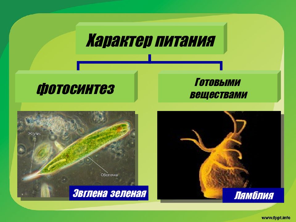 Презентация на тему жгутиконосцы 7 класс