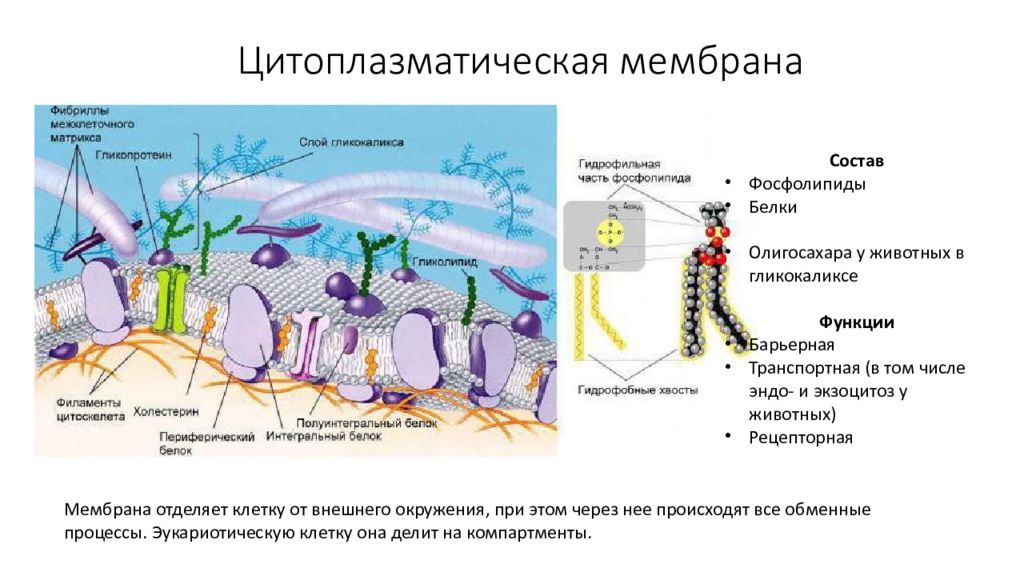 Синтез цитоплазматических белков. Рецепторная функция цитоплазматической мембраны. Строение цитоплазматической мембраны клетки. Функции белков в цитоплазматической мембране.