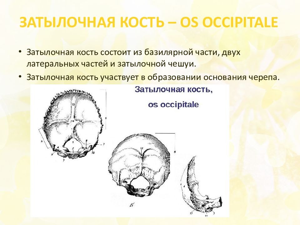 Функции мозгового и лицевого отделов черепа