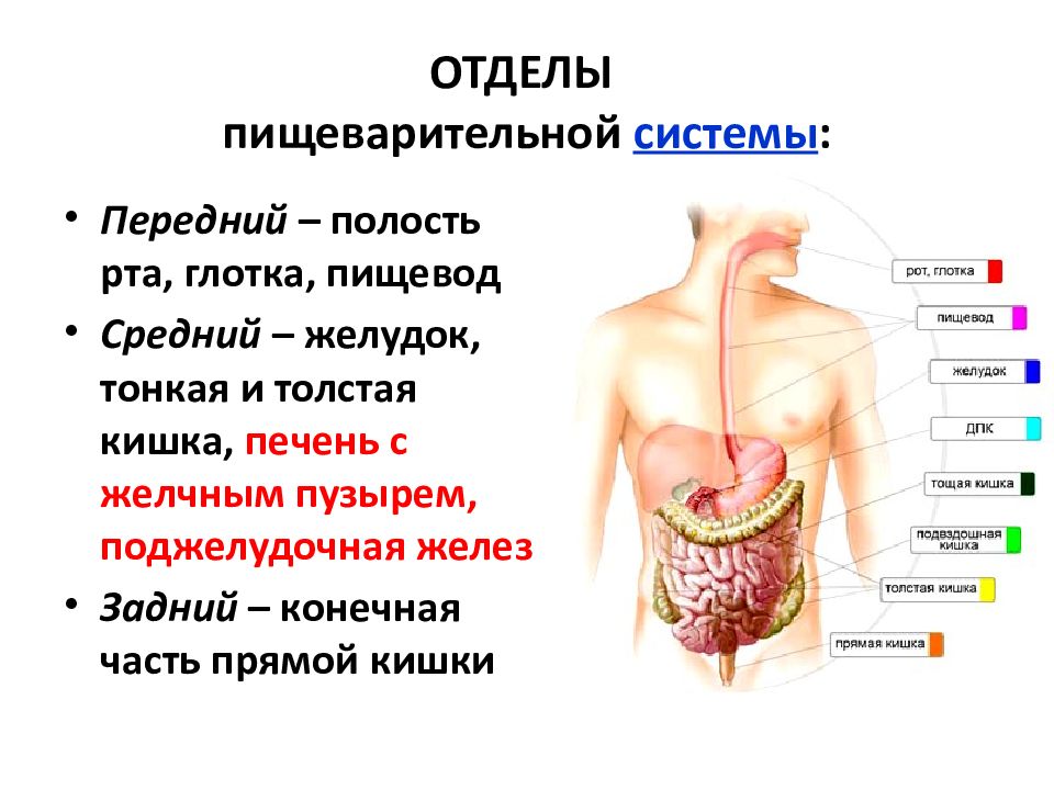 В какую систему органов входит желудок. Функции системы органов пищеварительной системы. Пищеварительная система организма особенности строения и функции. Основное значение кишечной фазы пищеварения. Пищеварительные функции ЖКТ физиология.