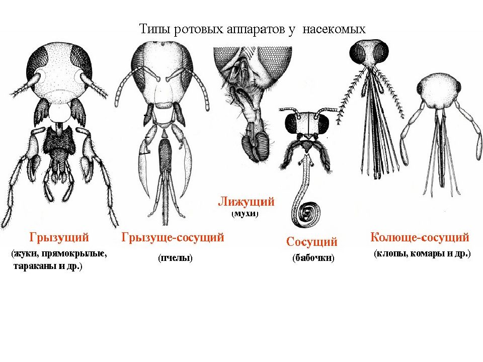 Ротовые аппараты насекомых картинки