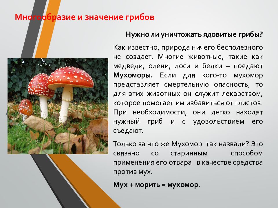 Грибы и их значение в природе и жизни человека 7 класс презентация технология