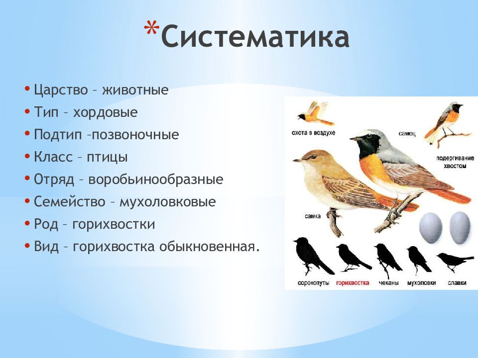 Вид отряд. Систематика птиц. Классификация животных птицы.