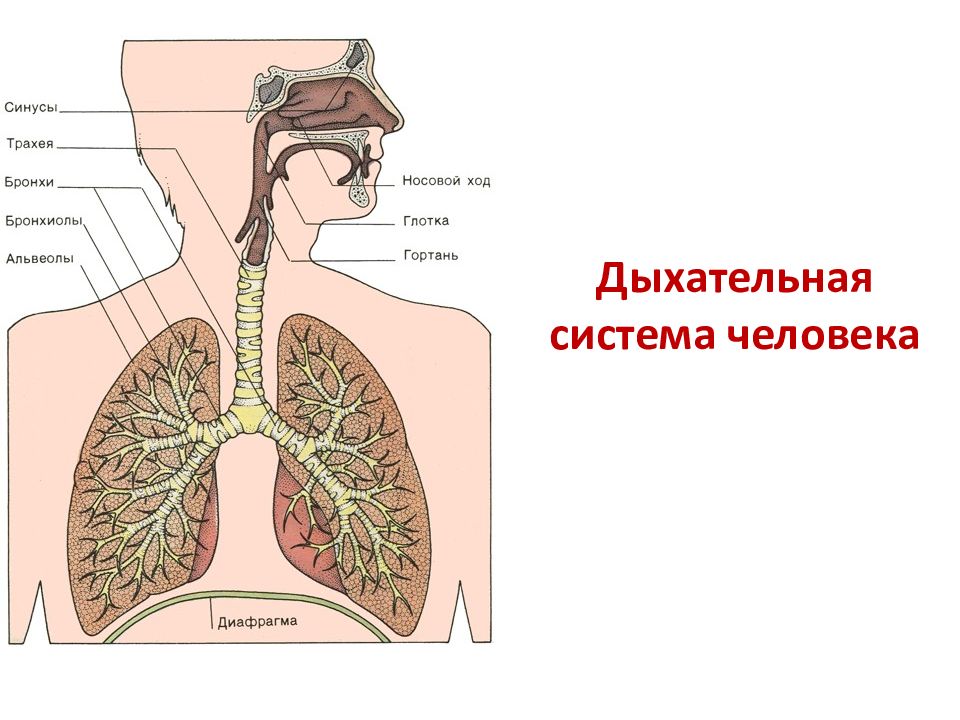 Где бронхи. Дыхательная система человека презентация. Дыхательная система человека картинки. Дыхательная система рисунок. Презентация на тему дыхательная система человека.