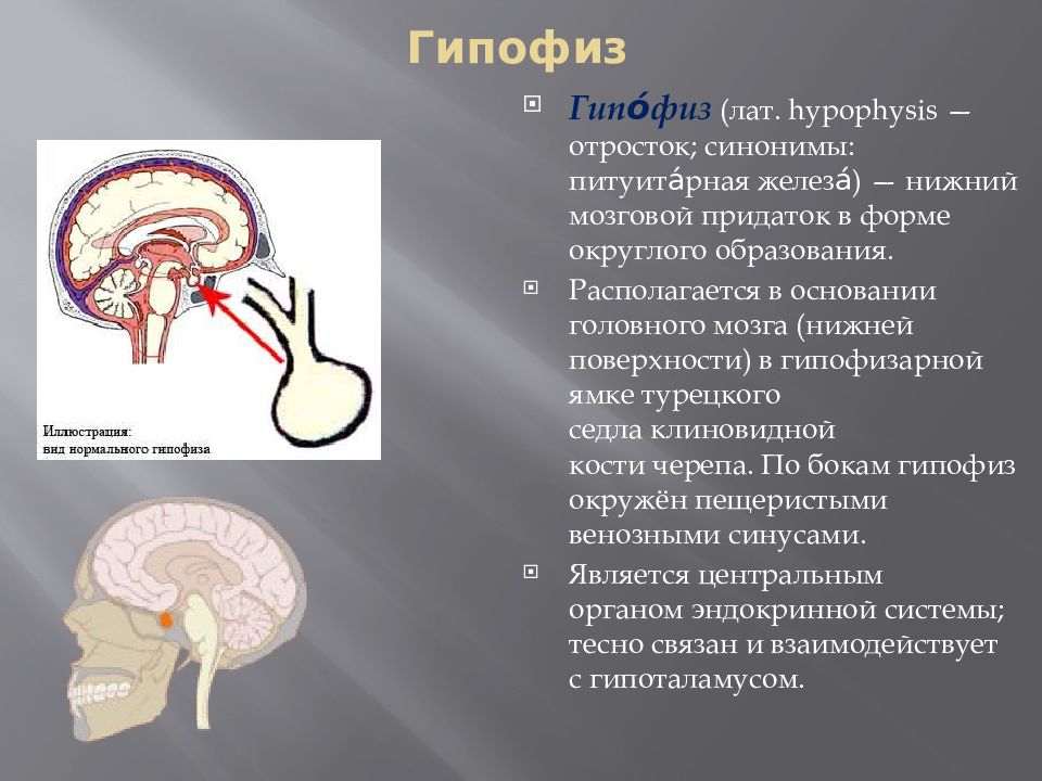 Виды гипофиза. Функции гипофиза головного мозга. Структура головного мозга гипофиз. Гипофиз Нижний мозговой придаток. Особенности строения гипофиза.