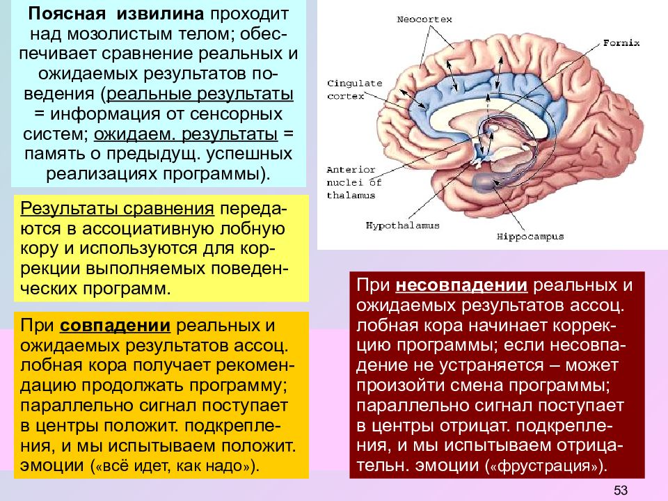 Функции извилин. Поясной извилины коры головного мозга. Поясная извилина головного мозга функции. Поясная извилина лимбической системы функции.