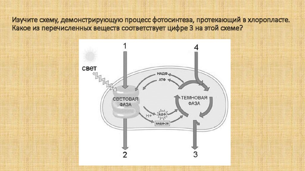 Установите последовательность процессов фотосинтеза возбуждение