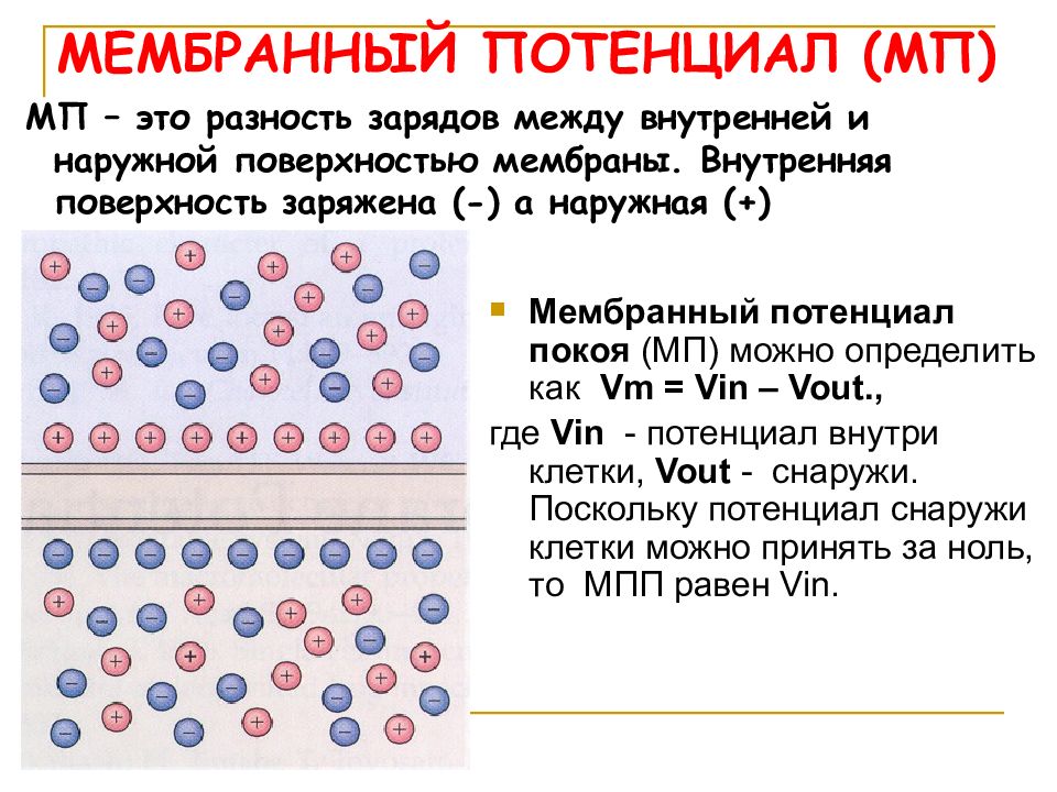 Почему мембрана. Мембранный потенциал покоя рисунок. Мембранный потенциал это разность потенциалов. Разность потенциалов на мембране клетки. Мембранный потенциал клетки.