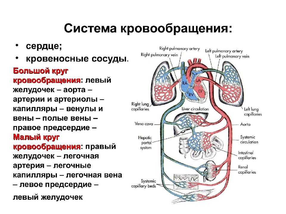 Общий план строения системы кровообращения физиология