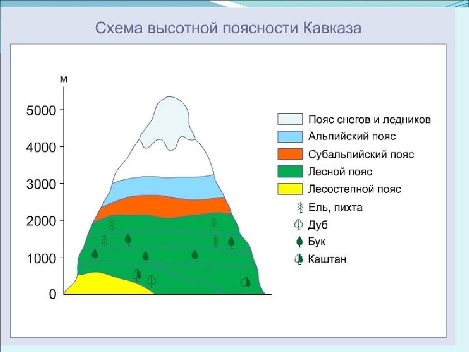 Презентация по географии 8 класс субтропики высотная поясность в горах полярная звезда